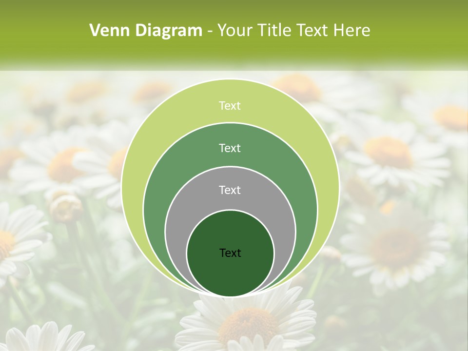 Camomile Field PowerPoint Template