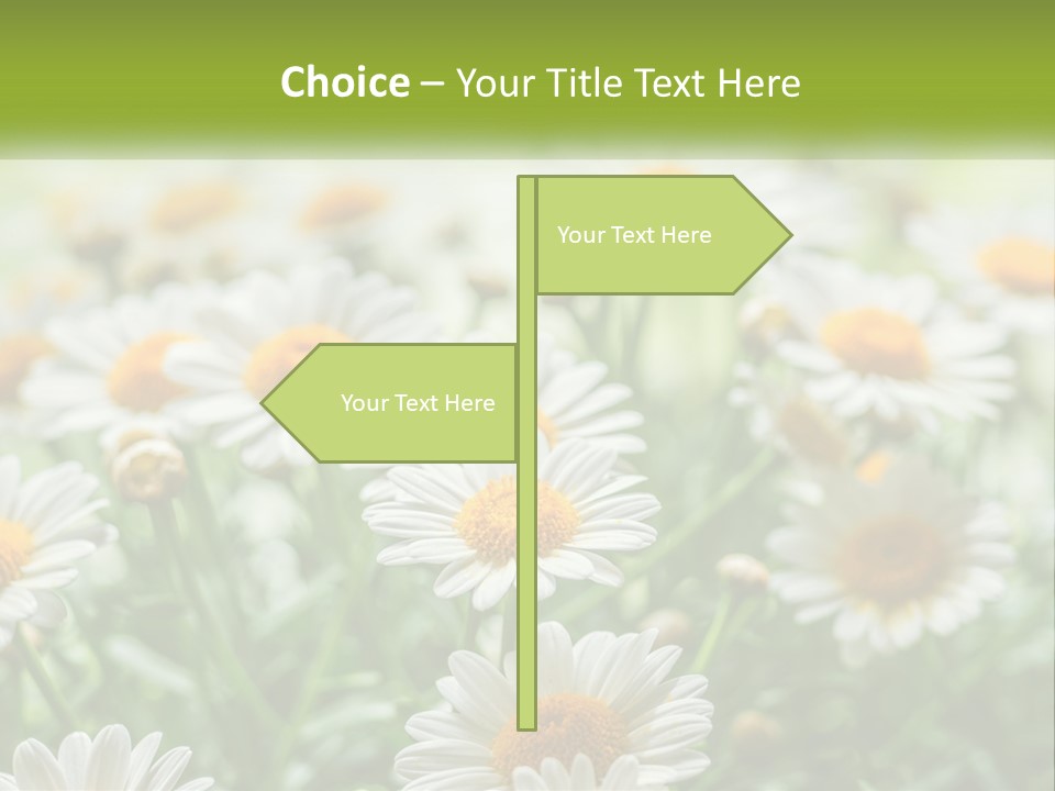 Camomile Field PowerPoint Template