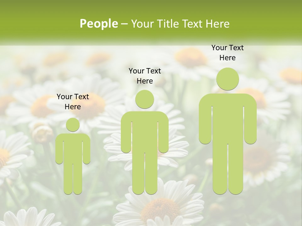 Camomile Field PowerPoint Template