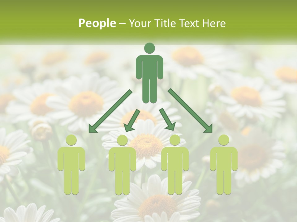 Camomile Field PowerPoint Template