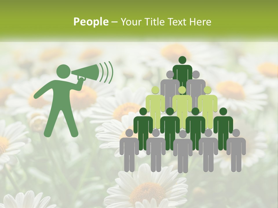 Camomile Field PowerPoint Template