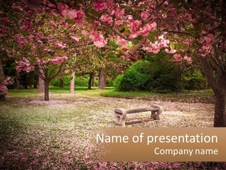 Park Bench With Sakura PowerPoint Template