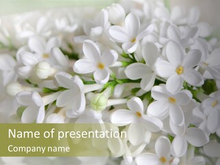 White Lilac PowerPoint Template