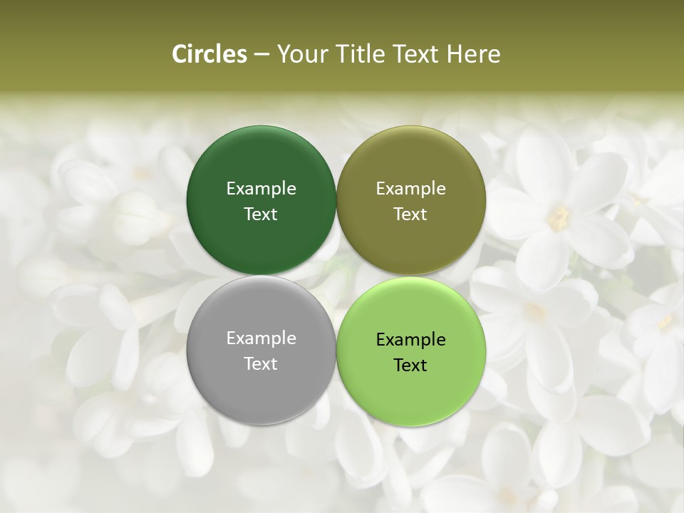 White Lilac PowerPoint Template