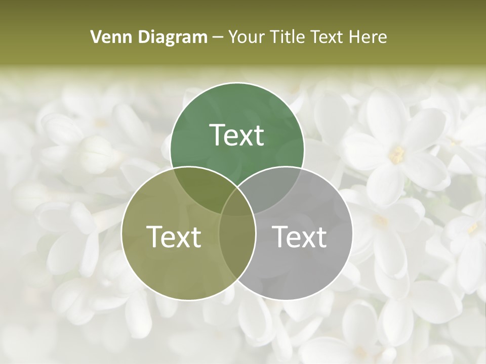 White Lilac PowerPoint Template