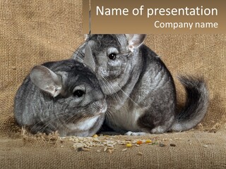 Pair Of Chinchillas PowerPoint Template