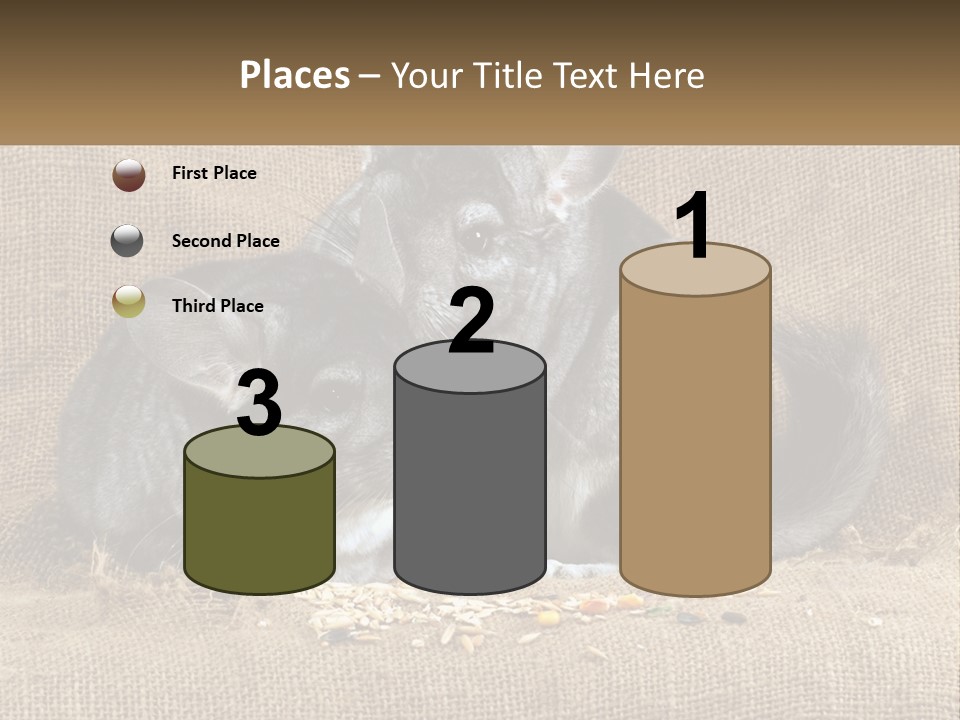 Pair Of Chinchillas PowerPoint Template