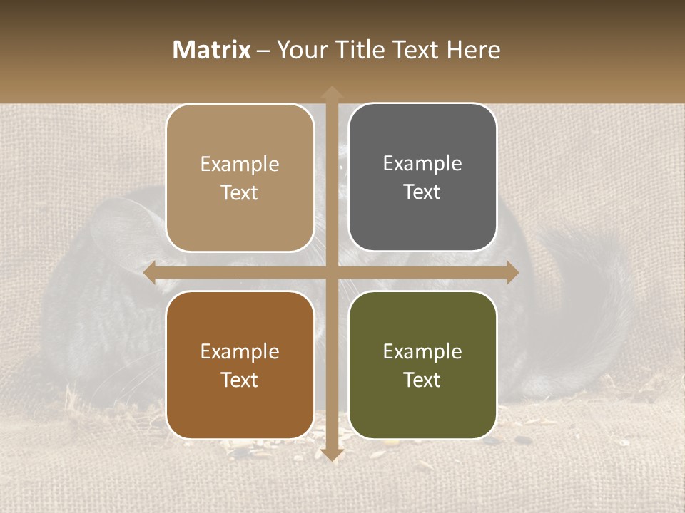 Pair Of Chinchillas PowerPoint Template