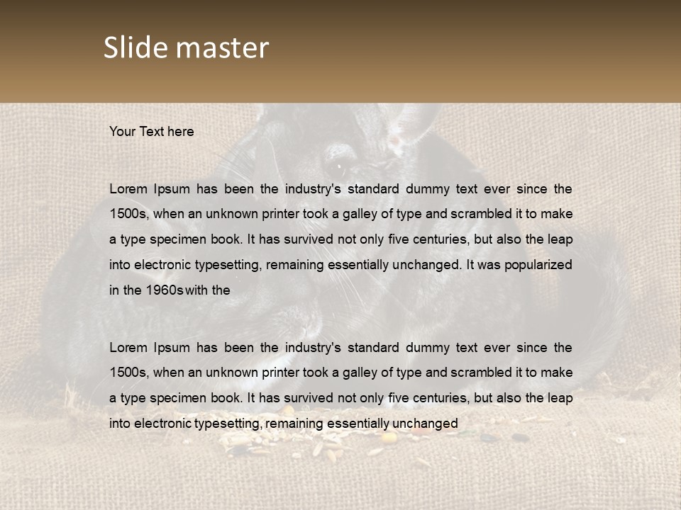 Pair Of Chinchillas PowerPoint Template