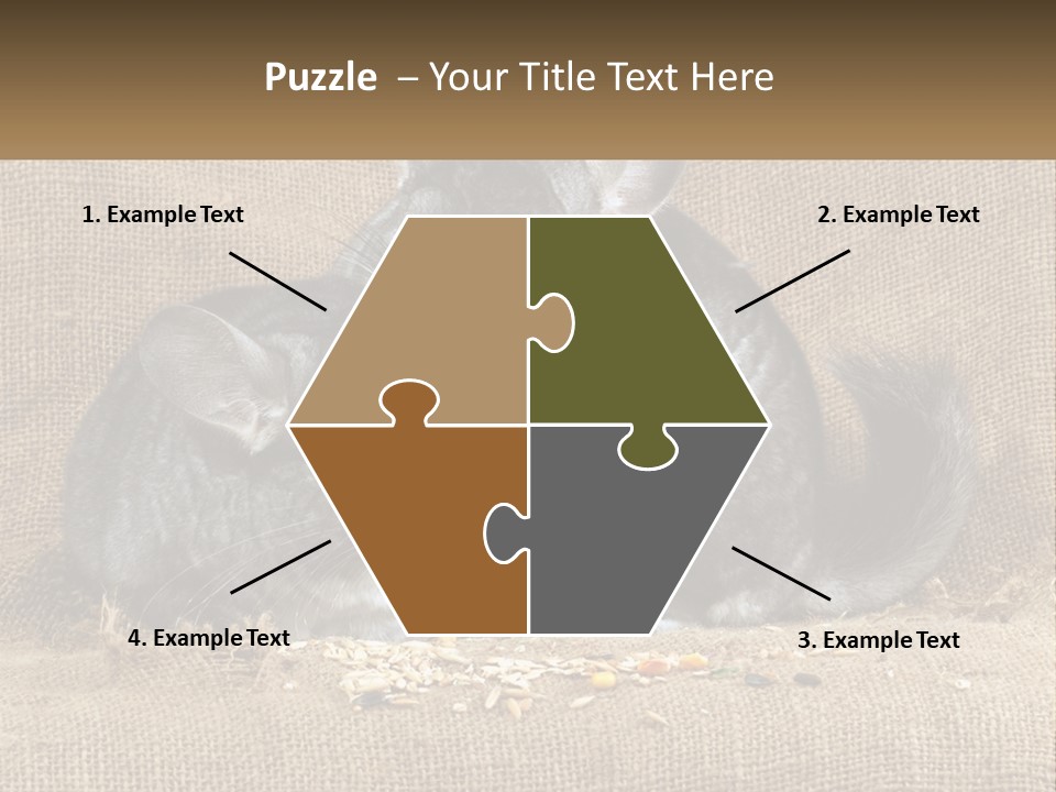 Pair Of Chinchillas PowerPoint Template