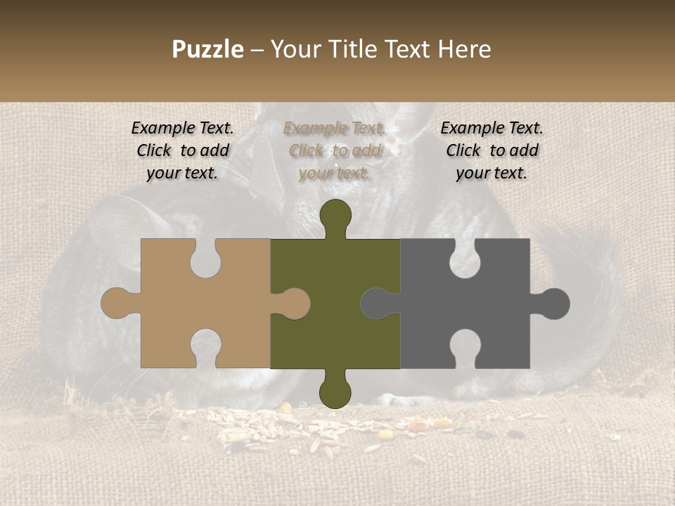 Pair Of Chinchillas PowerPoint Template