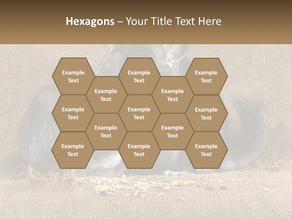 Pair Of Chinchillas PowerPoint Template