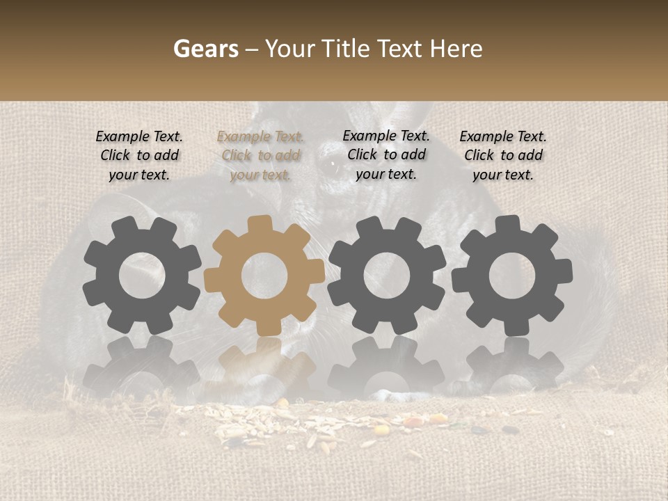 Pair Of Chinchillas PowerPoint Template