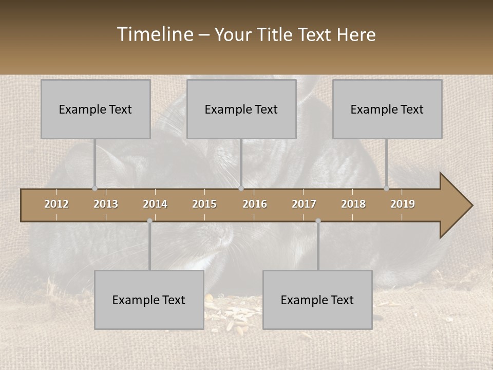 Pair Of Chinchillas PowerPoint Template