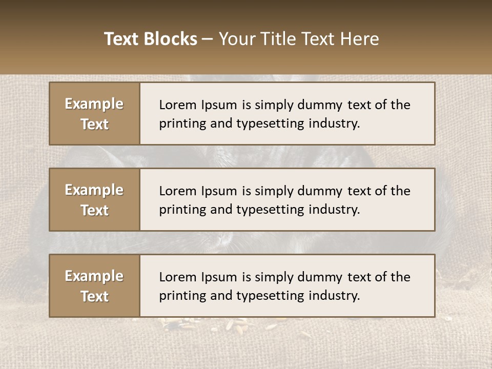 Pair Of Chinchillas PowerPoint Template