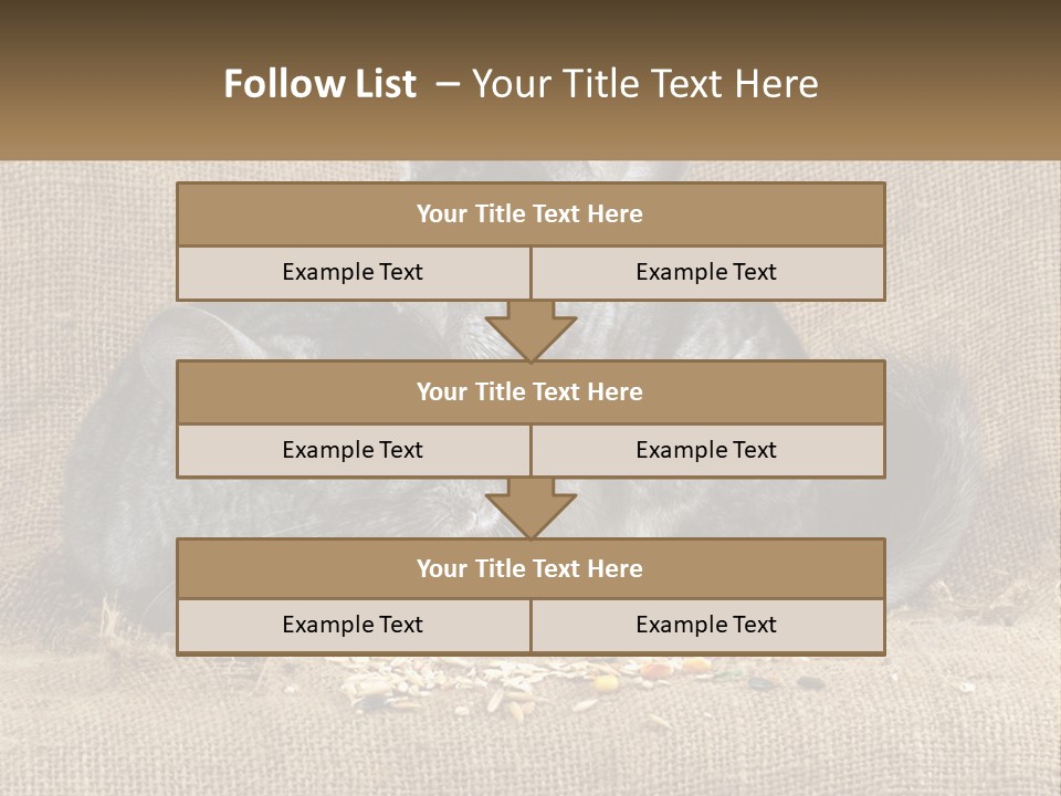 Pair Of Chinchillas PowerPoint Template