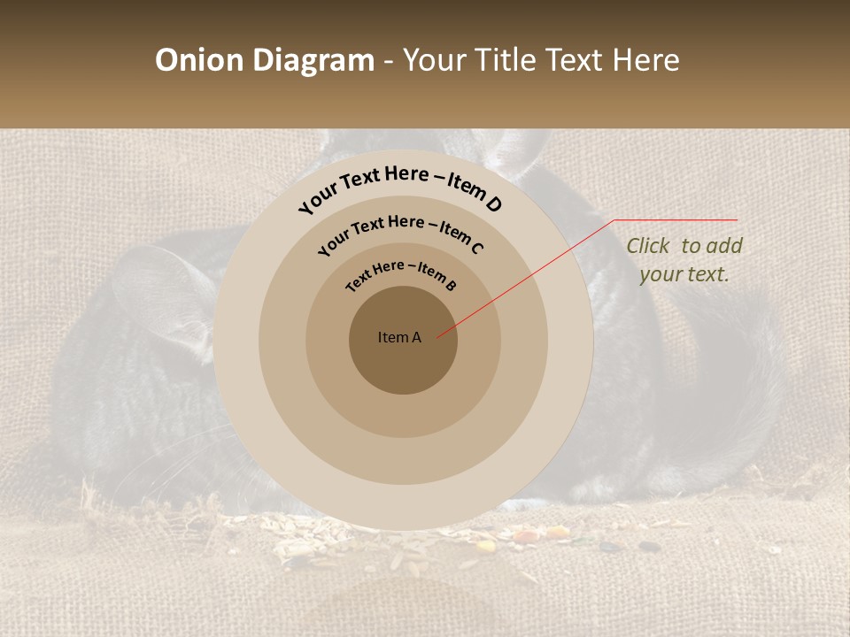 Pair Of Chinchillas PowerPoint Template