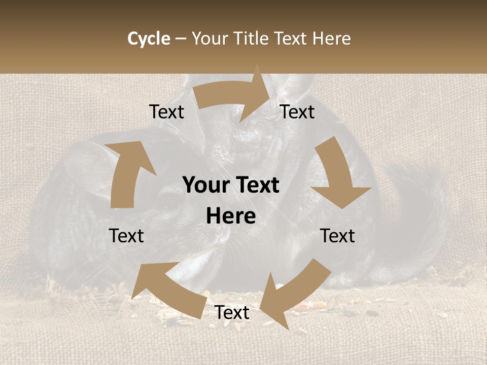 Pair Of Chinchillas PowerPoint Template