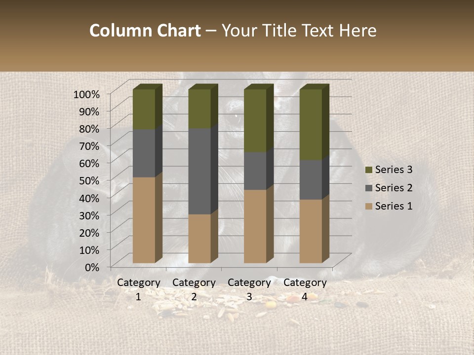 Pair Of Chinchillas PowerPoint Template