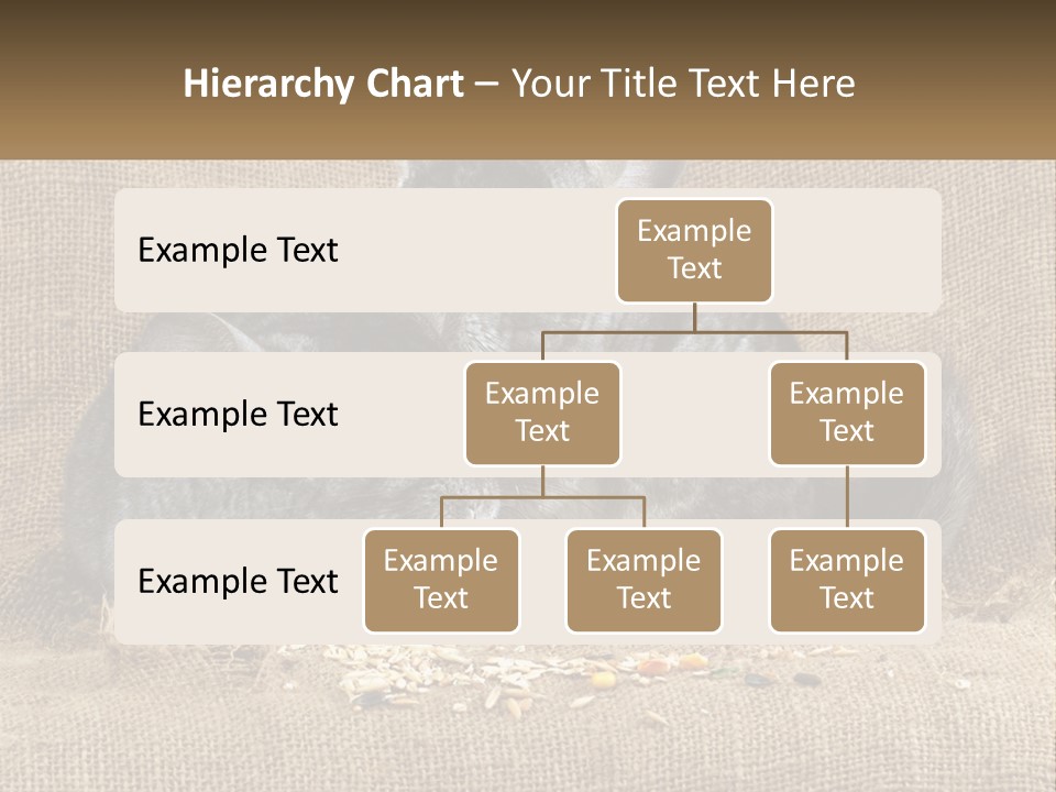 Pair Of Chinchillas PowerPoint Template
