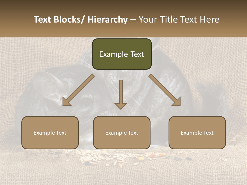 Pair Of Chinchillas PowerPoint Template