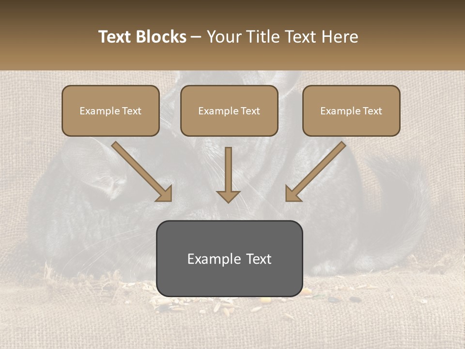 Pair Of Chinchillas PowerPoint Template