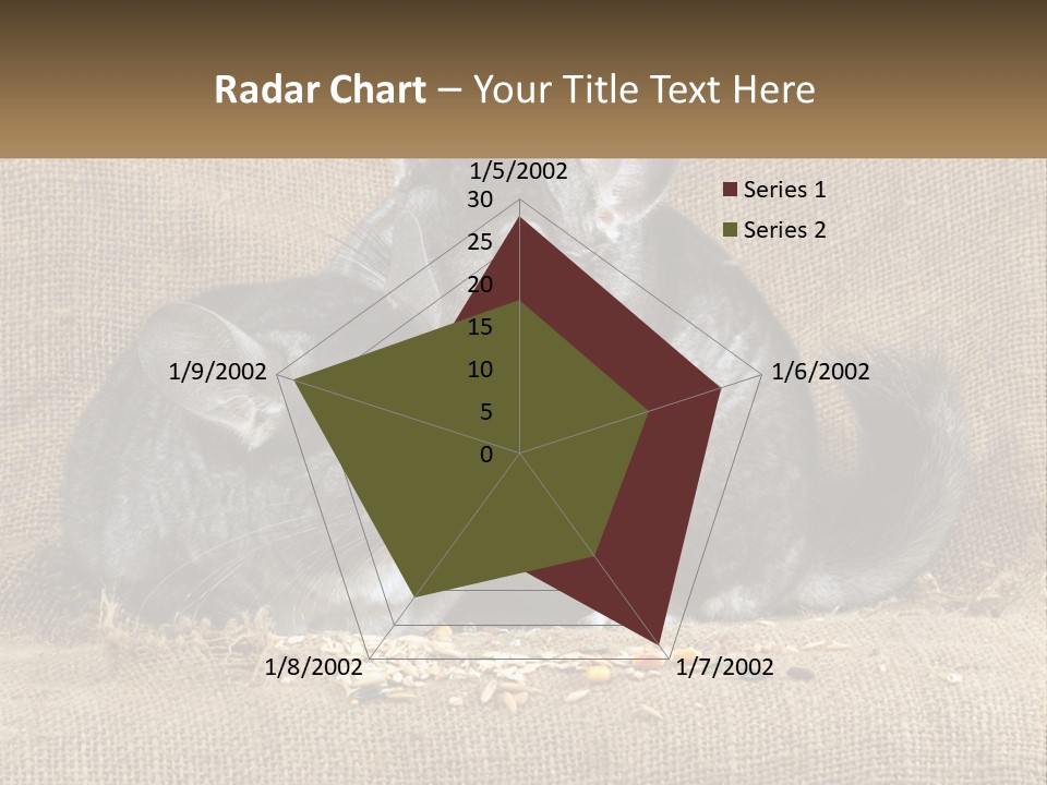 Pair Of Chinchillas PowerPoint Template