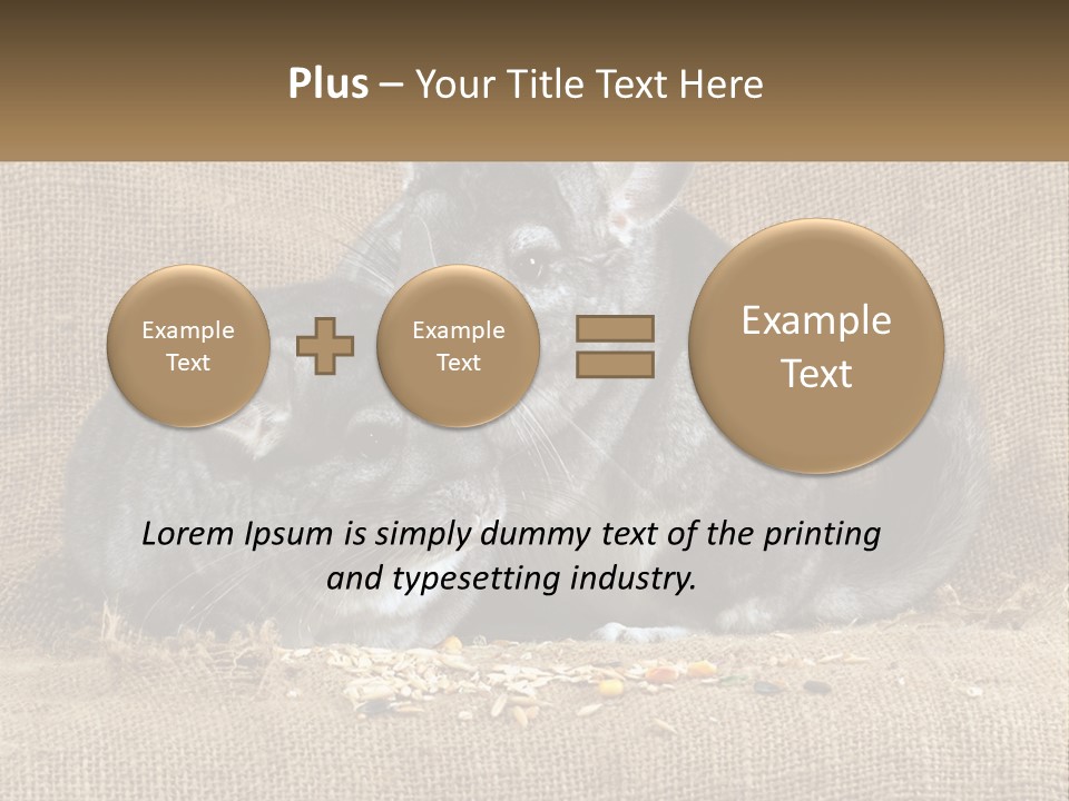 Pair Of Chinchillas PowerPoint Template