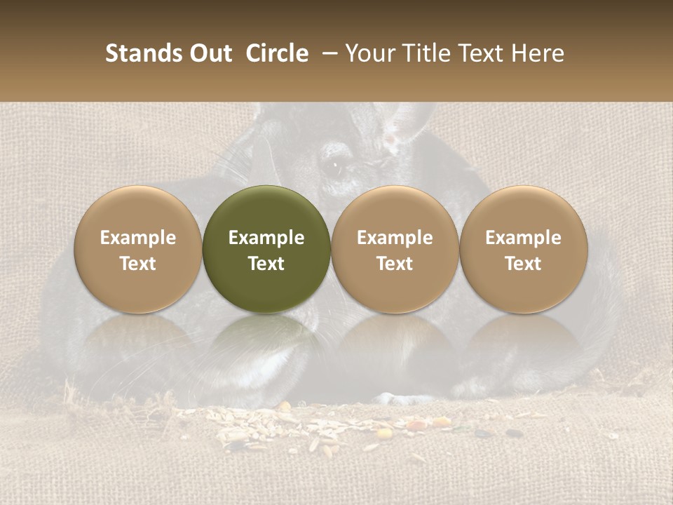 Pair Of Chinchillas PowerPoint Template