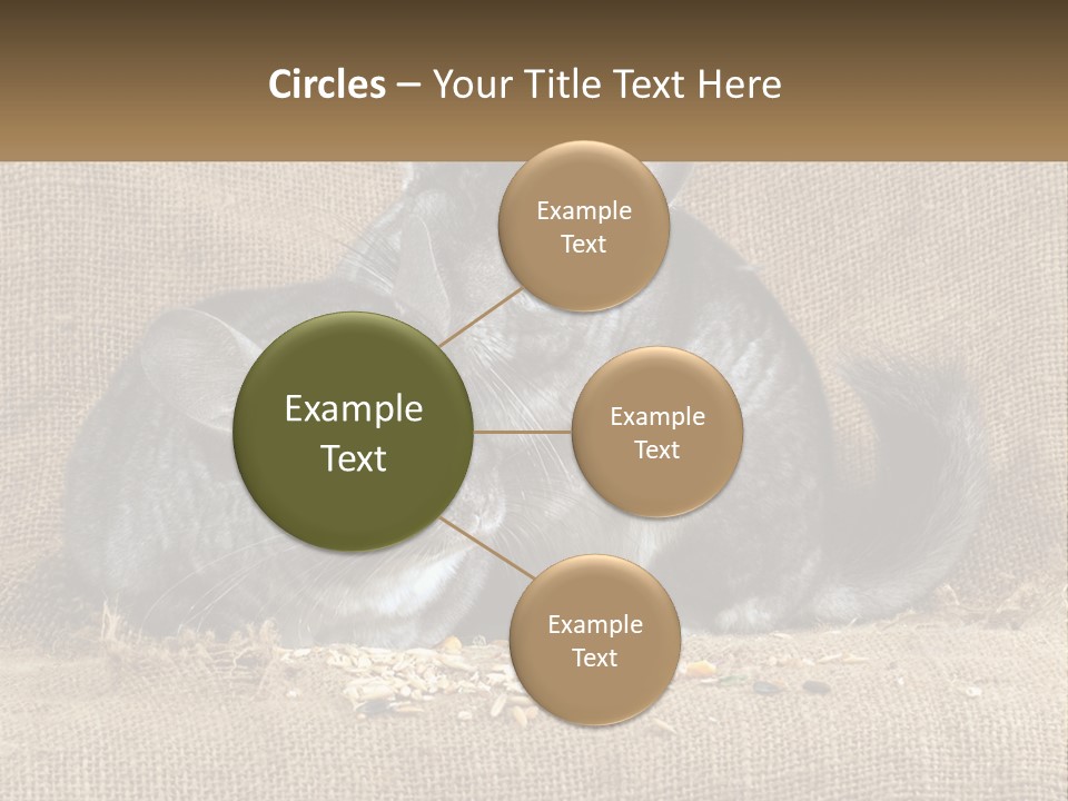 Pair Of Chinchillas PowerPoint Template