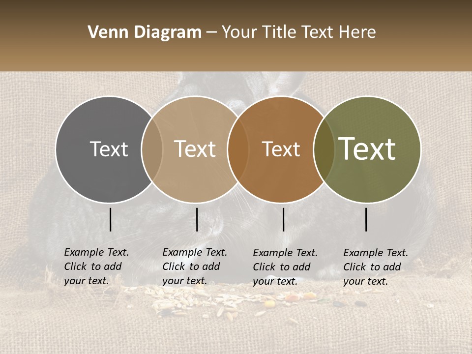 Pair Of Chinchillas PowerPoint Template