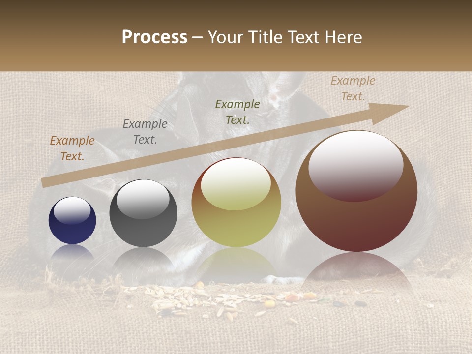 Pair Of Chinchillas PowerPoint Template