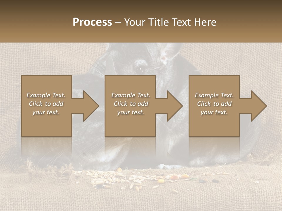 Pair Of Chinchillas PowerPoint Template