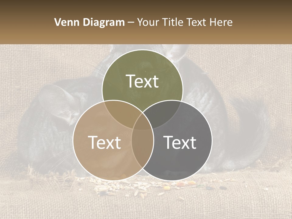 Pair Of Chinchillas PowerPoint Template