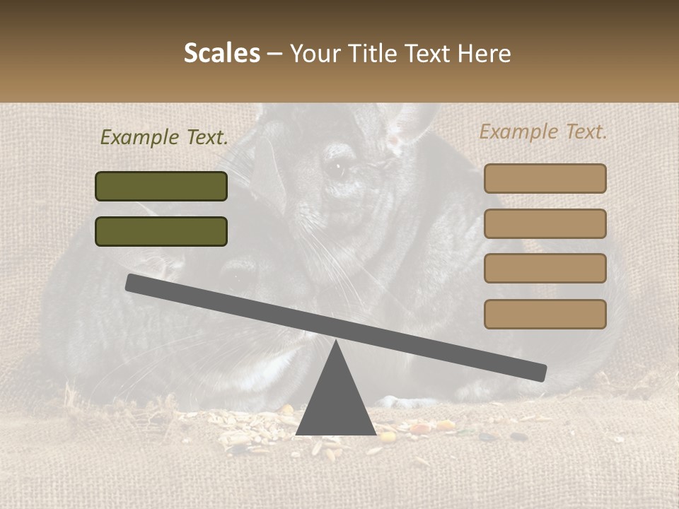 Pair Of Chinchillas PowerPoint Template