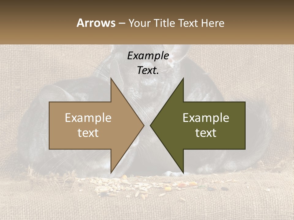 Pair Of Chinchillas PowerPoint Template