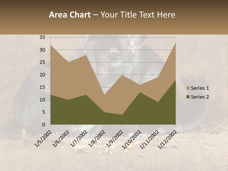 Pair Of Chinchillas PowerPoint Template
