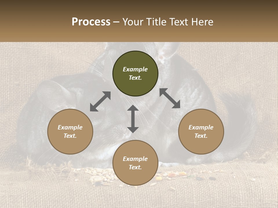 Pair Of Chinchillas PowerPoint Template
