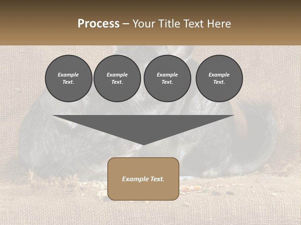 Pair Of Chinchillas PowerPoint Template