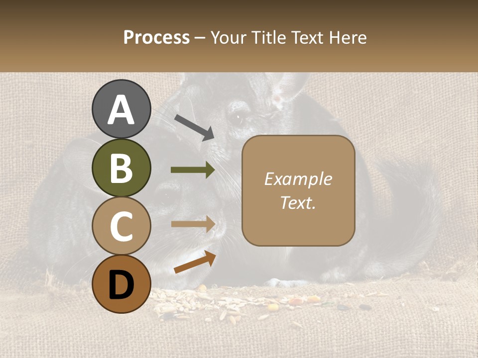 Pair Of Chinchillas PowerPoint Template