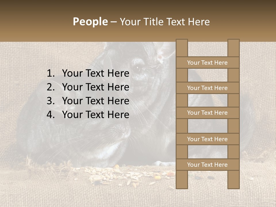 Pair Of Chinchillas PowerPoint Template