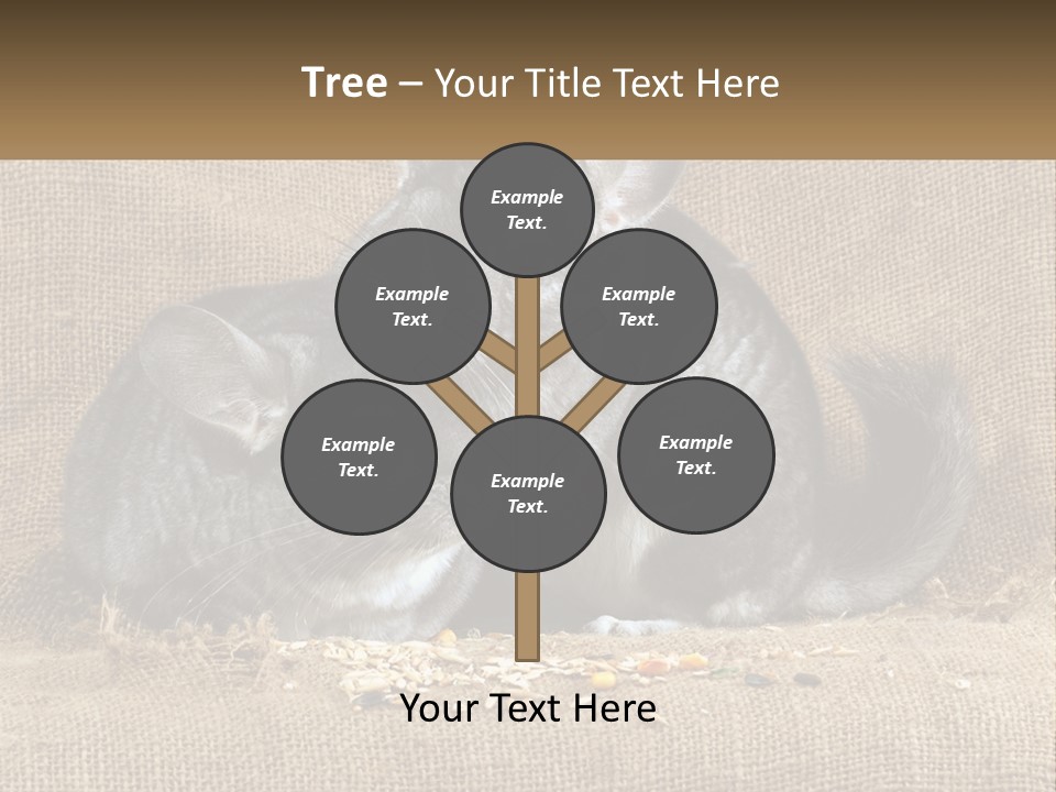 Pair Of Chinchillas PowerPoint Template