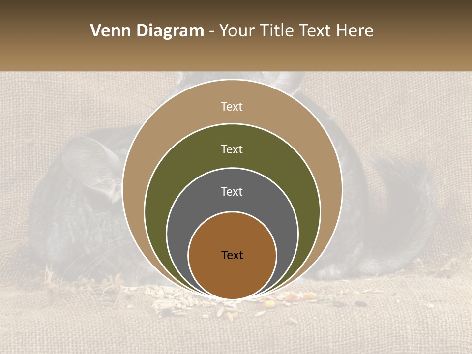 Pair Of Chinchillas PowerPoint Template