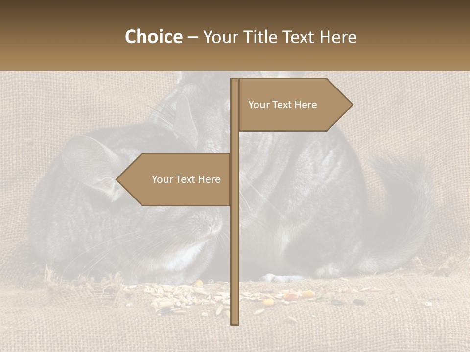 Pair Of Chinchillas PowerPoint Template