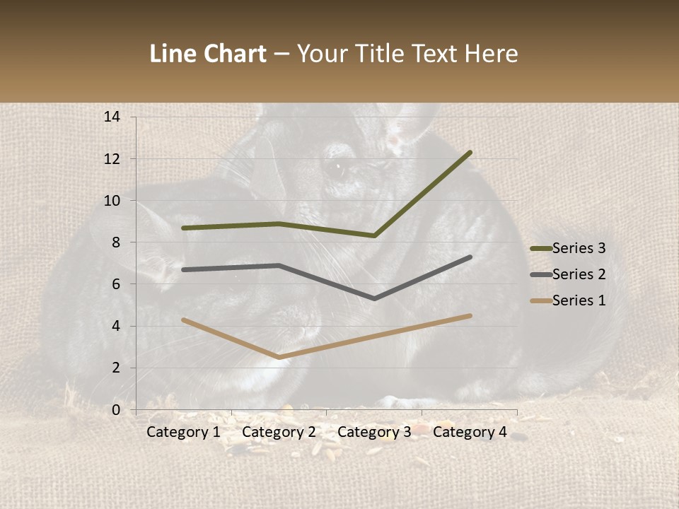 Pair Of Chinchillas PowerPoint Template