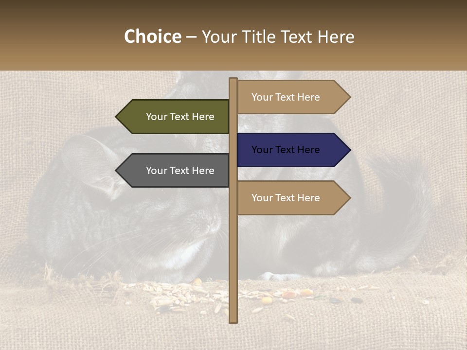 Pair Of Chinchillas PowerPoint Template