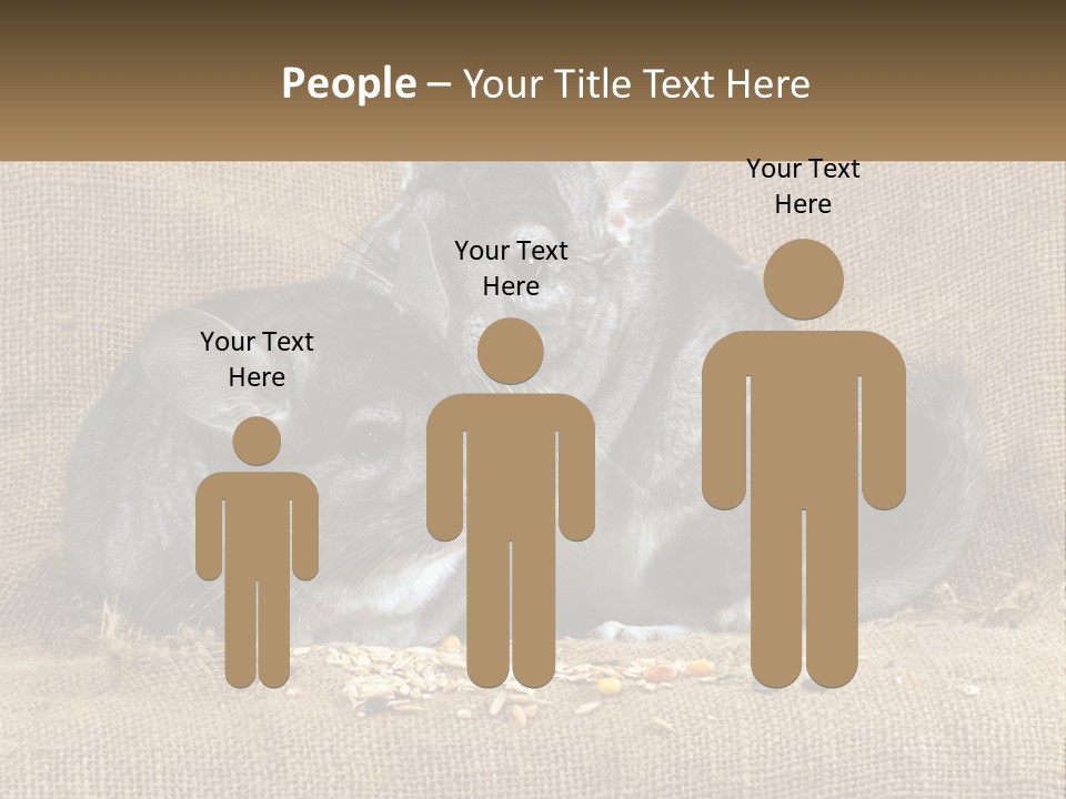 Pair Of Chinchillas PowerPoint Template