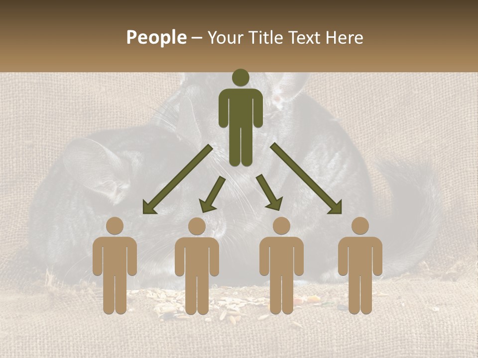 Pair Of Chinchillas PowerPoint Template