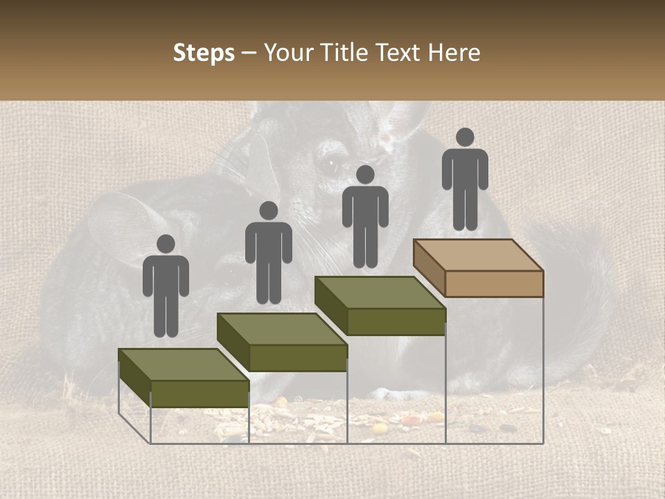 Pair Of Chinchillas PowerPoint Template