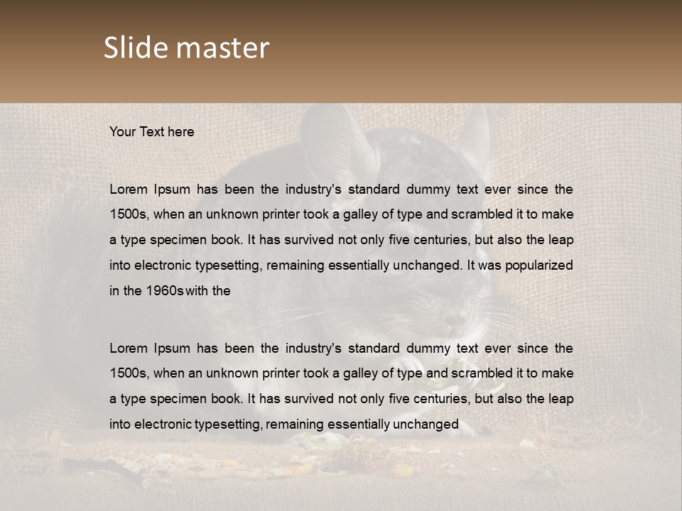 Chinchilla Eats PowerPoint Template